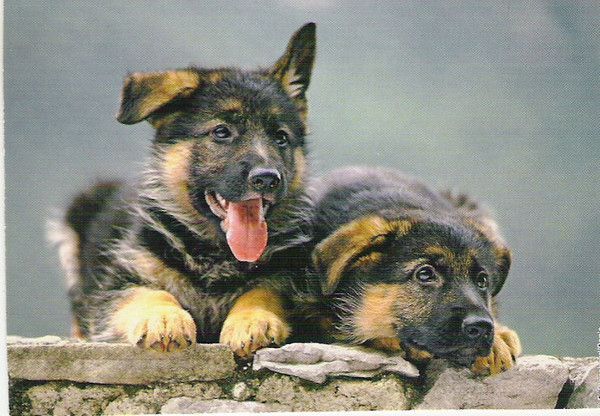CHIOTS BERGER ALLEMAND