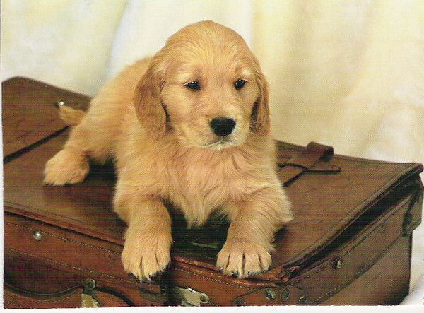 CHIOT LABRADOR