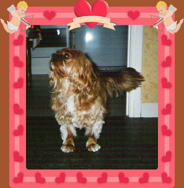 CAVALIER KING CHARLES